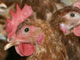 Human-to-human bird flu transmission detected
