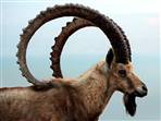 Nubian Ibex by roadside overlooking Dead Sea