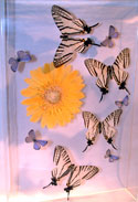 butterflies in acrylic