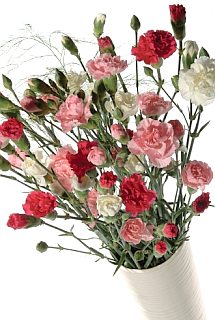 Flowers and Flower Delivery reviews, cheap prices, uk delivery, compare prices