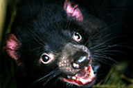 Tasmanian devil.
