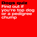 Dogs quiz Find out if you're top dog or a pedigree chump 