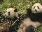 Quake rattles pandas
