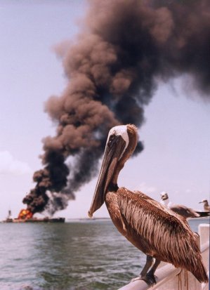 pelican-oil.jpg