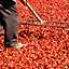 Drying Red Peppers