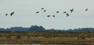 Uruguay Duck Hunting 
