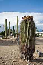 Barrel Cactus Garden