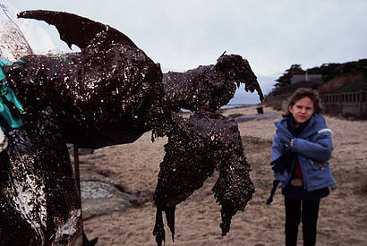 A dead Common guillemot covered in oil from the 'Erika' oil spill. The 'Erika' broke in half in rough seas around 70km off the northwest coast of France on 12 December 1999. The 24-year old tanker lost an estimated 10,000 tons of oil into the sea which washed up onto a 400km stretch of the French coastline. 