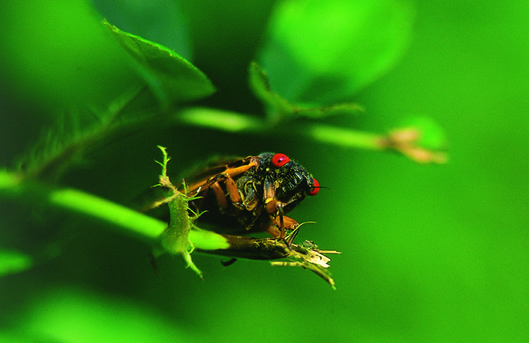 Red eyes are characteristic of periodical cicadas