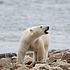A male polar bear walks along the shore of Hudson Bay near Churchill, Man., on Monday, Aug. 23, 2010. Prime Minister Stephen Harper visited the area as part of his five-day Arctic tour.