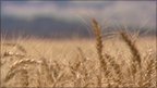 Field of wheat 