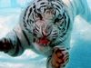 Photo: Tiger diving underwater