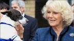The Duchess of Cornwall with a Jack Russell terrier at Battersea Dogs and Cats Home