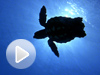Image: Sea turtle swimming off of Florida's Atlantic coast.