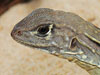 The self-cloning lizard Leiolepis ngovantrii.