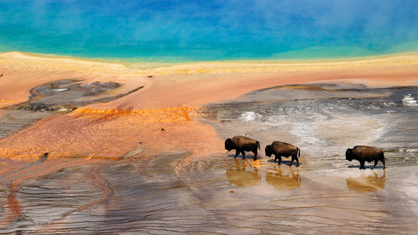 Photo: Three buffalo walking near colorful pool