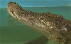  crocodile Gena