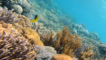 Report: Threat to 75% of coral reefs