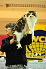 WCF World Cat Show 