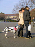 Walking the dog, Ueno Park, Tokyo.