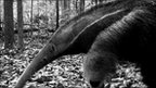 Giant anteater (c) TEAM Network