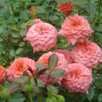 Beautiful roses - mini-roses