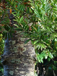 молодое дерево каури, photo by Tatiana Gerus