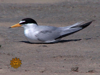 Shore birds of Galveston Island