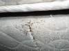 Mattress with Bed Bug Evidence