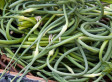 WTF, CSA?: What To Do With Garlic Scapes