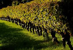 Vineyards in Australia