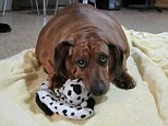 Too many sausages: Obie, who was overfed by his doting elderly owners, is now too fat to do any exercise 