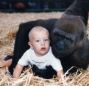 Tansy Aspinall with a gorilla at Howletts Zoo in Kent, which is owned by her grandfather John Aspinall