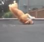 Bouncing bulldog: Mudd does a backflip on the trampoline 