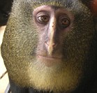 Discovered: The owl-faced monkey