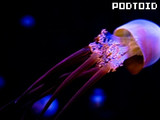 Podtoid 204: Pleasured Jellyfish Flavor photo