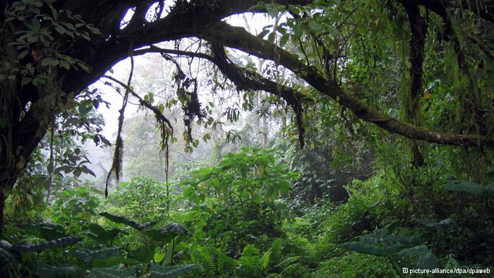 Yağmur ormanları tehlikede
