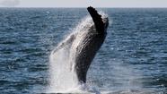 $15 for Whale Watching Tour (reg. $32)