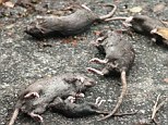Casualties: A family of rats drowned on the FDR Drive as they were trying to escape the flood waters