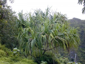 Pandanus tectorius plant, Henderson Islands