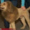 Labradoodle Looks Like a Lion: 911 calls released of Virginians mistaking dog for a lion cub