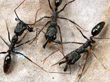 Photo: Three trap-jaw ants