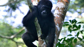 A young gorilla on a tree