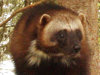 This undated image provided by the U.S. Fish and Wildlife Service shows a wolverine. Add the tenacious wolverine, a snow-loving predator sometimes called the "mountain devil," to the list of species the government says is threatened by climate change. Federal wildlife officials on Friday, Feb. 1, 2013, will propose Endangered Species Act protections for the rare animal in the lower 48 states, a step twice denied under the Bush administration. (AP Photo/U.S. Fish and Wildlife Service)
