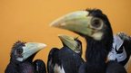 Three two-month-old Oriental Pied Hornbills