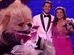 He's so fetch-ing! Lisa Vanderpump's pet pooch Giggy steals her Dancing With The Stars spotlight as he sports a doggy tuxedo