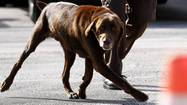 Supreme Court rules against drug-sniffing police dogs