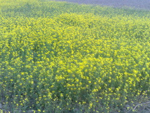 Mustard plantation in Bangladesh