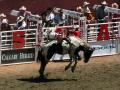 Cowboy riding a bronco at the Calgary Stampede