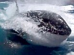 Killer whales follow boat